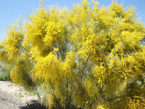 Broom Plant smells heavenly.